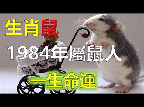 1984年生肖五行|【1984年五行】揭曉！1984年五行屬什麼？鼠年的你五行命運大。